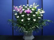 菊1