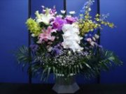 菊3