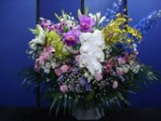 洋花3